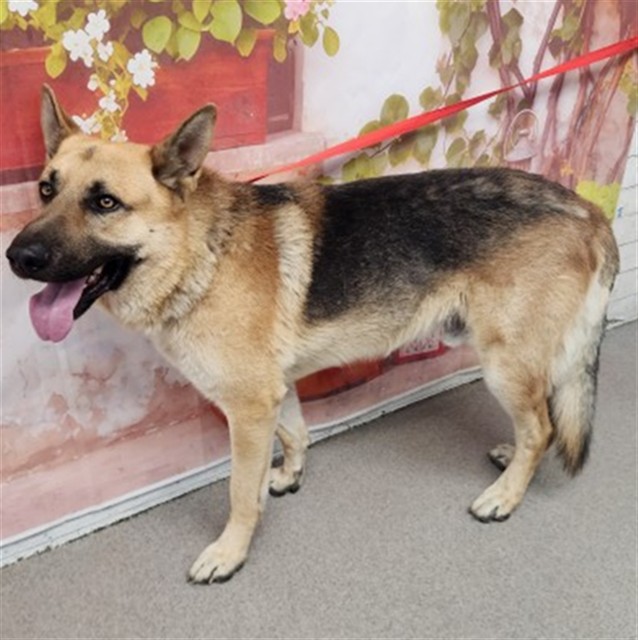 Shelter Stray Male Dog last seen CYPRESS AVE & MERRILL AVE, FONTANA, CA, 92335, San Bernardino, CA 92401