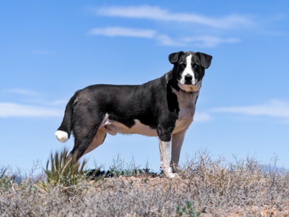 Shelter Stray Male Dog last seen Near BLOCK ST MICHAELS DR SF NM 87507, Santa Fe, NM 87507