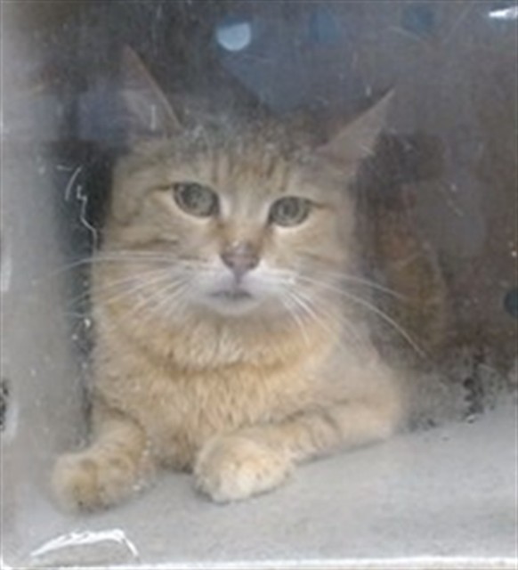 Shelter Stray Unknown Cat last seen MOTEL 6 1337 SE 44TH ST, Oklahoma City, OK 73129