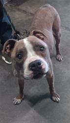 Shelter Stray Male Dog last seen , Los Angeles, CA 90047