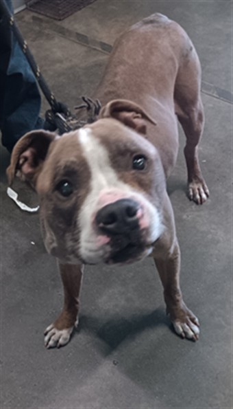 Shelter Stray Male Dog last seen , 1850 W 60th St, Los Angeles, CA 90047, USA
