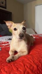 Reunited Female Dog last seen Near Ella Blvd 77090, Houston, TX 77090