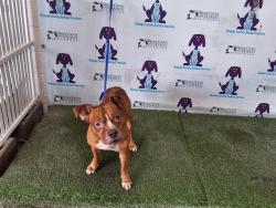 Shelter Stray Male Dog last seen , Orlando, FL 32839