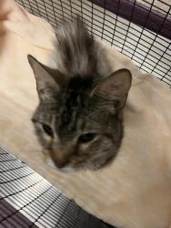 Shelter Stray Female Cat last seen Near BLK PROSPECT AVE, LONG BEACH, CA 90804, Long Beach, CA 90815
