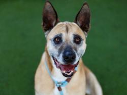 Shelter Stray Female Dog last seen , Los Angeles, CA 90025