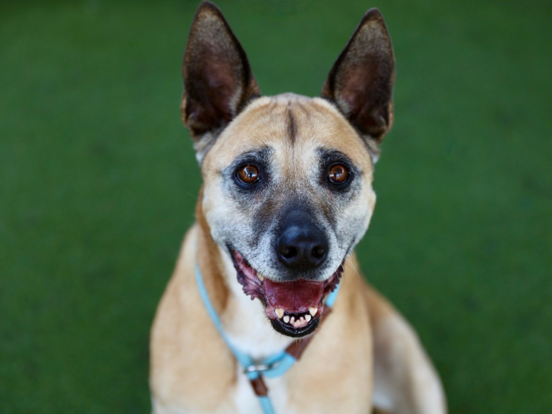 Shelter Stray Female Dog last seen , Los Angeles, CA 90025