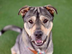 Shelter Stray Male Dog last seen , 11361 W Pico Blvd, Los Angeles, CA 90064, USA