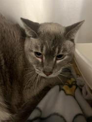 Shelter Stray Female Cat last seen Near BLOCK S 4240 W, WEST VALLEY CITY UT 84120, Salt Lake City, UT 84120