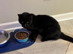 Lost Male Cat last seen Leesville Road and Panoramic Drive, Durham, NC 27703