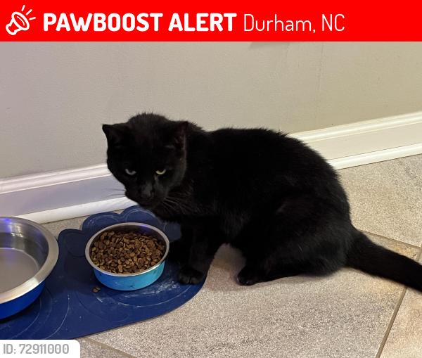 Lost Male Cat last seen Leesville Road and Panoramic Drive, Durham, NC 27703
