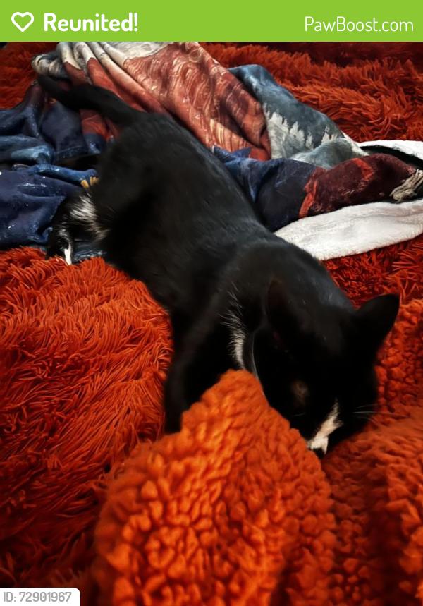 Reunited Male Cat last seen Prospect Ave, North Wales, PA 19454