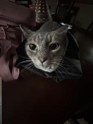Lost Female Cat last seen Coppermine st. , Riverside, CA 92501