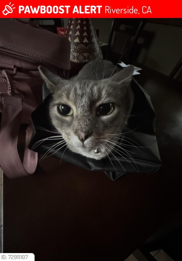 Lost Female Cat last seen Coppermine st. , Riverside, CA 92501