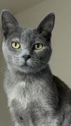 Reunited Male Cat last seen Rosenberg, Rosenberg, TX 77471