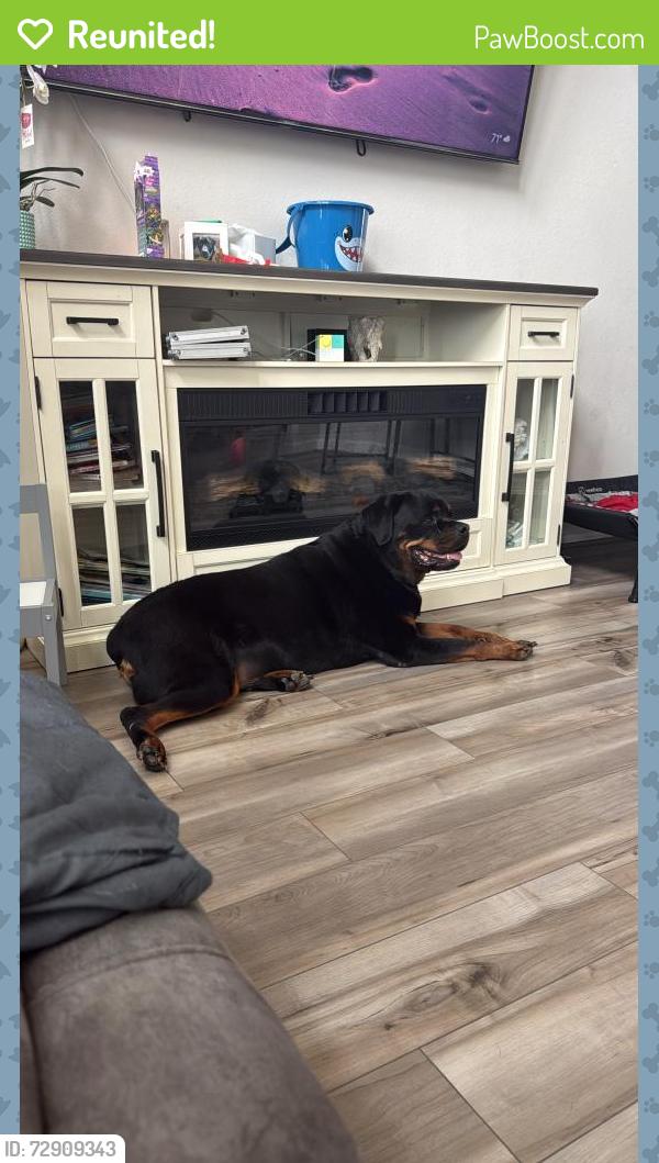 Reunited Male Dog last seen Sunterra, Katy, TX 77493