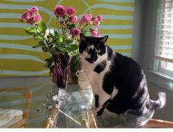 Reunited Male Cat last seen N.Elam Ave between battleground and markland dr, Greensboro, NC 27408