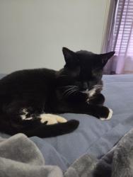 Reunited Female Cat last seen 55th & Glenwood Street , Mission, KS 66202