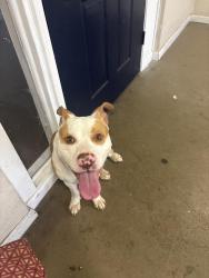 Found/Stray Male Dog last seen El dorado apmts , Indianapolis, IN 46222