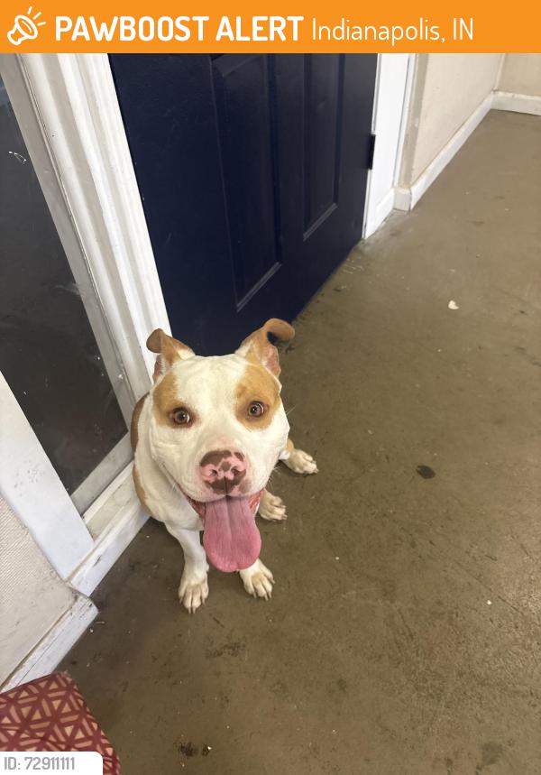 Found/Stray Male Dog last seen El dorado apmts , Indianapolis, IN 46222