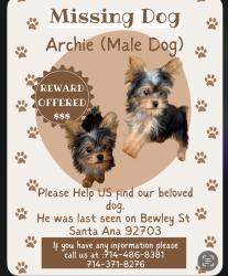 Reunited Male Dog last seen Harbor & first , Santa Ana, CA 92703