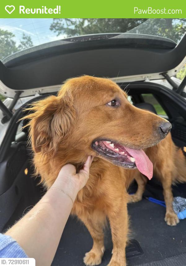 Reunited Male Dog last seen Parkwood and Sunset, Charleston, SC 29407
