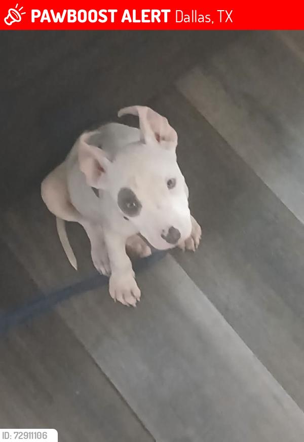 Lost Male Dog last seen First choice ally, Dallas, TX 75230