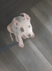 Lost Male Dog last seen First choice ally, Dallas, TX 75230