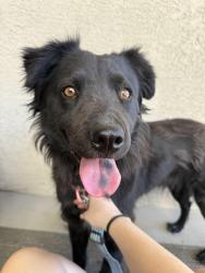 Reunited Female Dog last seen Atrisco Vista Blvd SW & Central Ave, Albuquerque, NM 87121