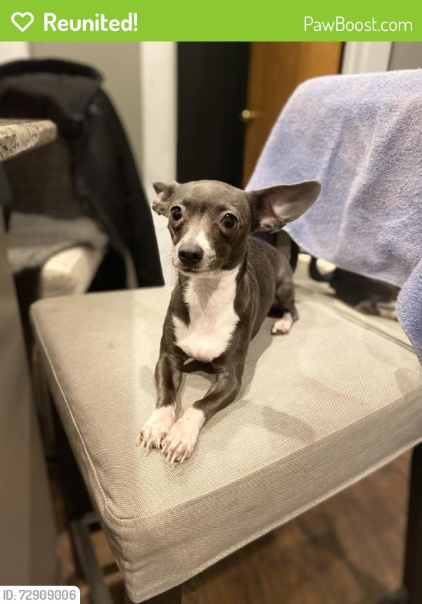 Reunited Female Dog last seen Near Jefferson Elementary school on 16th in Berwyn, Berwyn, IL 60402