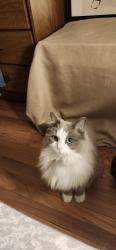 Reunited Female Cat last seen 1st ave & 21st st NW, Calgary, AB T2N 0B6