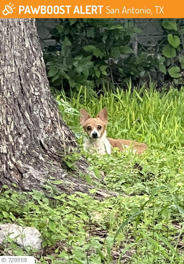 Found/Stray Unknown Dog last seen W Hermosa and Vance Jackson , San Antonio, TX 78201
