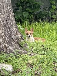 Found/Stray Unknown Dog last seen W Hermosa and Vance Jackson , San Antonio, TX 78201