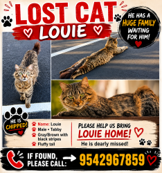 Reunited Male Cat last seen Griffin Rd , Davie , Davie, FL 33328