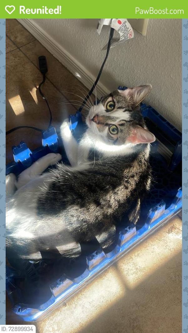 Reunited Male Cat last seen Near S Terrace Rd, Tempe, AZ 85282, USA, Tempe, AZ 85282