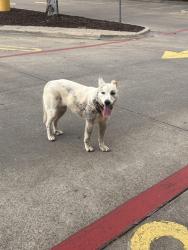 Found/Stray Unknown Dog last seen Tom Thumb on Hampton , Dallas, TX 75208