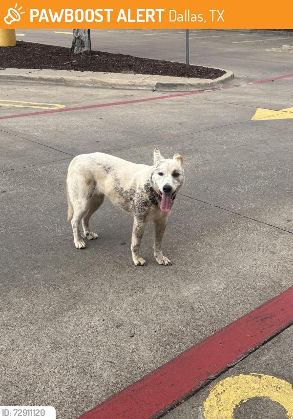 Found/Stray Unknown Dog last seen Tom Thumb on Hampton , Dallas, TX 75208