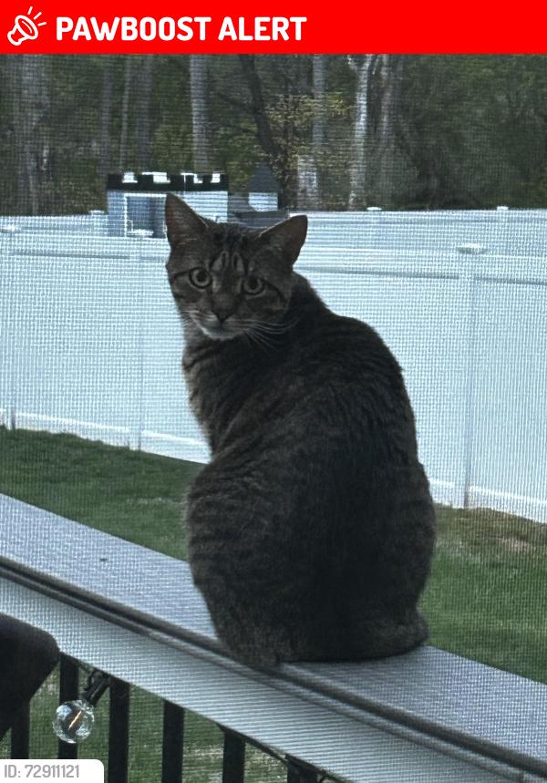 Lost Female Cat last seen Carey road, cornhollow, sunnyview, Roxbury Township, NJ 07876