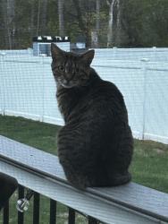 Lost Female Cat last seen Carey road, cornhollow, sunnyview, Roxbury Township, NJ 07876
