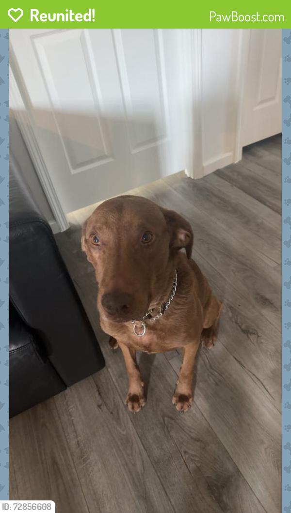 Reunited Male Dog last seen By bjs market place a, Lady Lake, FL 32159