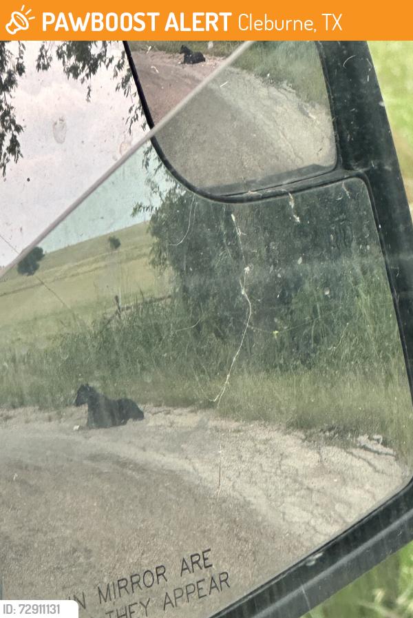 Found/Stray Unknown Dog last seen County Road 1225 Close To Fm-1434, Cleburne, TX 76033