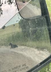 Found/Stray Unknown Dog last seen County Road 1225 Close To Fm-1434, Cleburne, TX 76033
