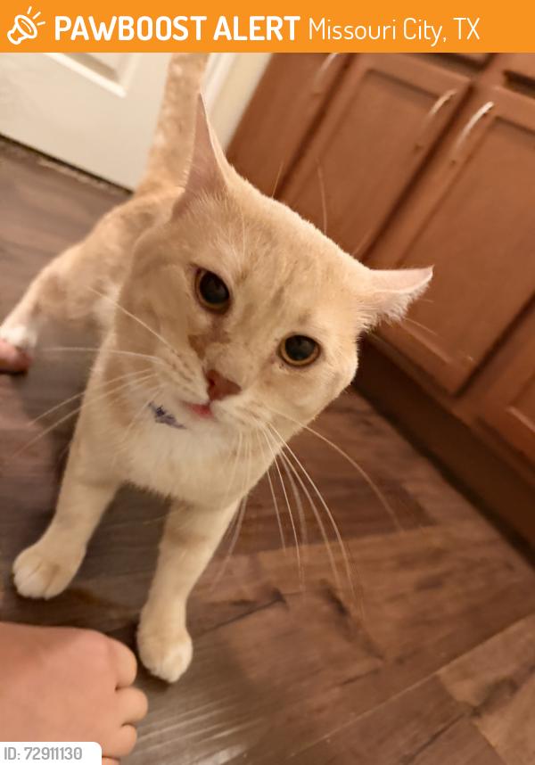 Found/Stray Male Cat last seen apmt Complex, Missouri City, TX 77459