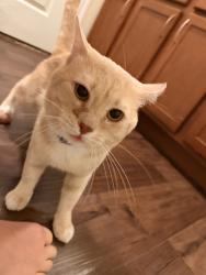 Found/Stray Male Cat last seen apmt Complex, Missouri City, TX 77459