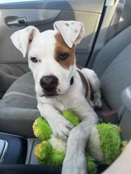 Reunited Male Dog last seen Main and maple avenue , Hesperia, CA 92344