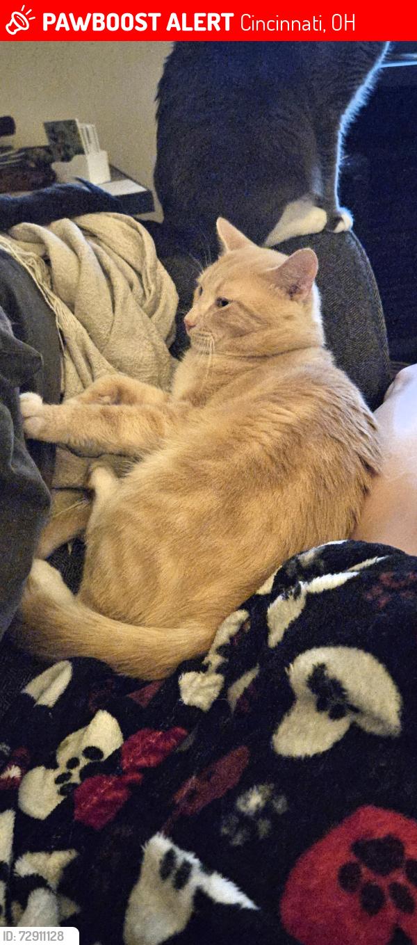 Lost Male Cat last seen Morrow Street and Market Street, Cincinnati, OH 45215