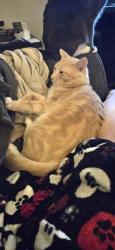 Lost Male Cat last seen Morrow Street and Market Street, Cincinnati, OH 45215