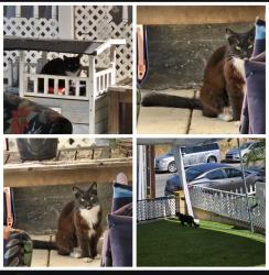 Reunited Unknown Cat last seen Skyline, San Diego, CA 92114