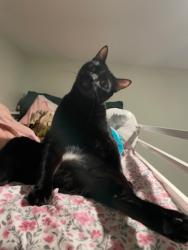 Lost Male Cat last seen Haney and John Martin , Baytown, TX 77521