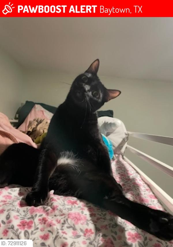 Lost Male Cat last seen Haney and John Martin , Baytown, TX 77521