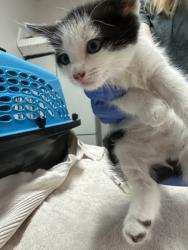 Shelter Stray Male Cat last seen Rancho Cordova, CA 95670, Sacramento, CA 95828